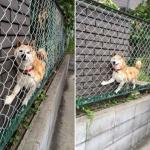 Doge Stuck On Fence meme