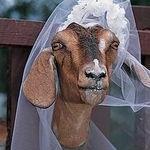Goat spouse