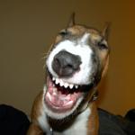 Laughing dog