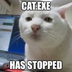 CAT.EXE | CAT.EXE; HAS STOPPED | image tagged in srs,bruh,stop,why so serious | made w/ Imgflip meme maker