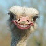 Ostrich Smile