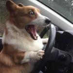 dog driving meme