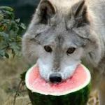 Watermelon Wolf meme