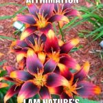 Flowers | MY DAILY AFFIRMATION; I AM NATURE'S GREATEST MIRACLE | image tagged in flowers | made w/ Imgflip meme maker