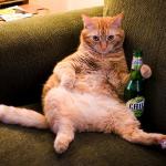beer cat