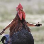 Gladiator Chicken