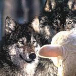 wolves and sheep democracy