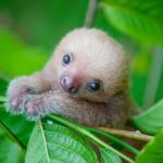 baby sloth meme