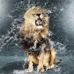 Wet lion