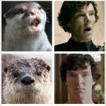 Sherlock - Otters Who Look Like Benedict Cumberbatch meme