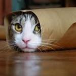 Cat in tube