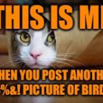 Cat in tube | THIS IS ME; WHEN YOU POST ANOTHER #%&! PICTURE OF BIRDS | image tagged in cat in tube | made w/ Imgflip meme maker
