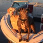 boat dogs