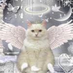 Cat Angel meme