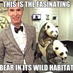 bill nye pandas | THIS IS THE FASINATING; BEAR IN ITS WILD HABITAT | image tagged in bill nye pandas | made w/ Imgflip meme maker