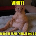 Chester The Cat Meme | WHAT! YOU'D DO THE SAME THING, IF YOU COULD. | image tagged in memes,chester the cat,dumb meme weekend | made w/ Imgflip meme maker