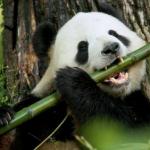Panda Flute