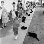 Cats audition