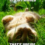 Sunshinecat | ARE YOU SO SURE IT'S MY WORLD; THAT'S UPSIDE DOWN? | image tagged in sunshinecat | made w/ Imgflip meme maker