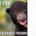 Sun bear | I SEE YOU; HAVE A BEARABLE TUESDAY | image tagged in sun bear | made w/ Imgflip meme maker