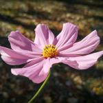 Pink Wildflower 