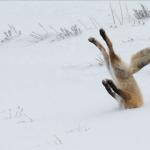 Fox head in snow