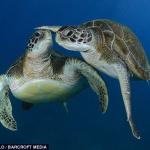 Turtles kiss