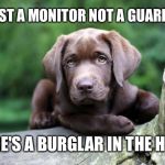 If you ever owned a lab.. You know this to be true | I'M JUST A MONITOR NOT A GUARD DOG; THERE'S A BURGLAR IN THE HOUSE | image tagged in chocolate lab | made w/ Imgflip meme maker