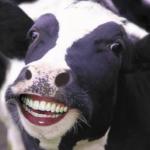 Laughing Cow meme
