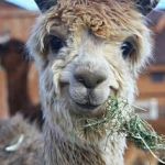 happy llama | HAPPY LLAMA IS PLEASED WITH YOUR WORK! | image tagged in happy llama | made w/ Imgflip meme maker