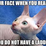 egyptian cat | YOUR FACE WHEN YOU REALIZE; YOU DO NOT HAVE A LADDER | image tagged in egyptian cat | made w/ Imgflip meme maker