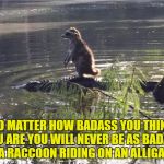  Badass Raccoon Riding An Alligator | NO MATTER HOW BADASS YOU THINK YOU ARE YOU WILL NEVER BE AS BADASS AS A RACCOON RIDING ON AN ALLIGATOR | image tagged in badass raccoon,raccoon,alligator,daredevil,risky behavior | made w/ Imgflip meme maker