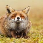 Inner Peace Fox meme
