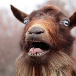 Shocked goat