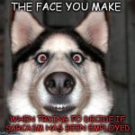 Scared Dog | THE FACE YOU MAKE; WHEN TRYING TO DECIDE IF SARCASM HAS BEEN EMPLOYED. | image tagged in scared dog | made w/ Imgflip meme maker