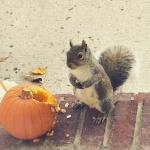 Squirrel and pumpkin 