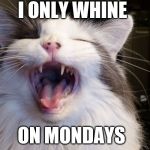 Cat whining that it is monday | I ONLY WHINE; ON MONDAYS | image tagged in cat yelling,monday,mondays,monday mornings,funny cats | made w/ Imgflip meme maker