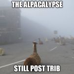 alpacalypse | THE ALPACALYPSE; STILL POST TRIB | image tagged in alpacalypse | made w/ Imgflip meme maker