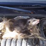 Possum Mechanic