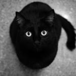 Black Cat Loves