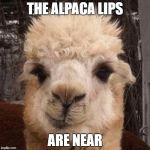 Alpaca Smirk | THE ALPACA LIPS; ARE NEAR | image tagged in alpaca smirk | made w/ Imgflip meme maker