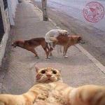 Cat selfie meme