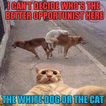 There's something to be said about seizing an opportunity... | I CAN'T DECIDE WHO'S THE BETTER OPPORTUNIST HERE; THE WHITE DOG OR THE CAT | image tagged in cat selfie,memes,animals,funny animals,funny,cats  dogs | made w/ Imgflip meme maker