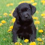 Black Labs Matter