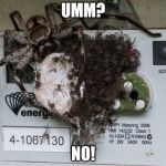Spiders! Hell No!  | UMM? NO! | image tagged in spiders hell no | made w/ Imgflip meme maker