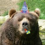 Happy Birthday Bear meme