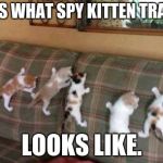 Kittens 1 | THIS IS WHAT SPY KITTEN TRAINING; LOOKS LIKE. | image tagged in kittens 1 | made w/ Imgflip meme maker