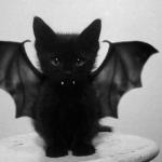 Bat Cat vamp Meme Generator - Imgflip