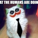 Clown Cat | WHAT THE HUMANS ARE DOING IT | image tagged in clown cat | made w/ Imgflip meme maker