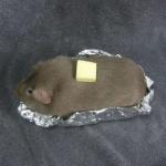 Baked potato Guinea pig